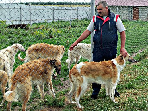 Разведение собак на продажу бизнес план