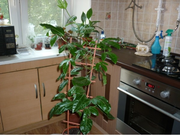 Маракуйя в домашних условиях выращивание с фото из косточки