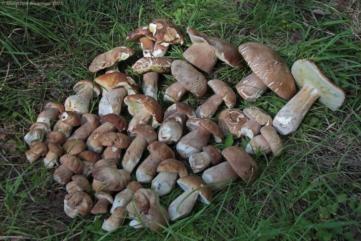 Лат. Boletus edulis