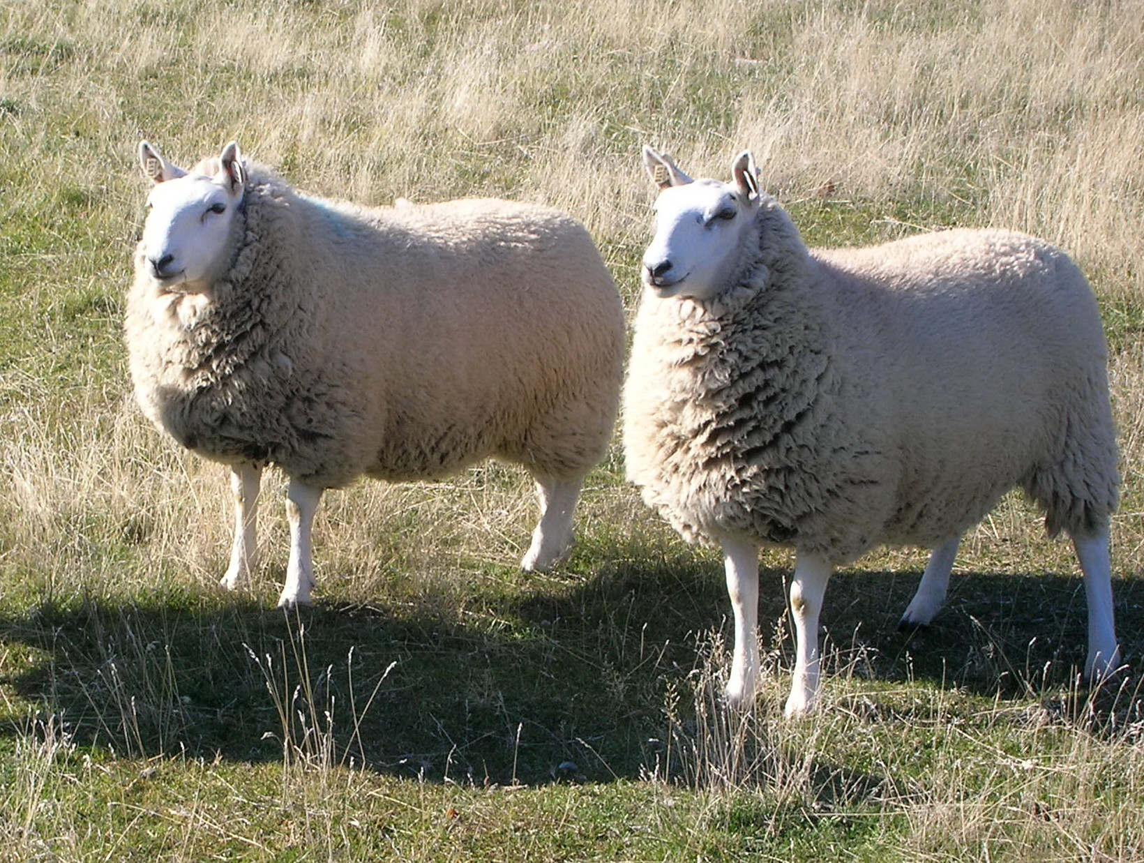 Мясные породы овец в россии с фото и описанием