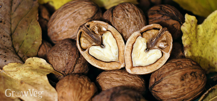 https://s3.eu-west-2.amazonaws.com/growinginteractive/blog/heart-shaped-walnuts-2x.jpg