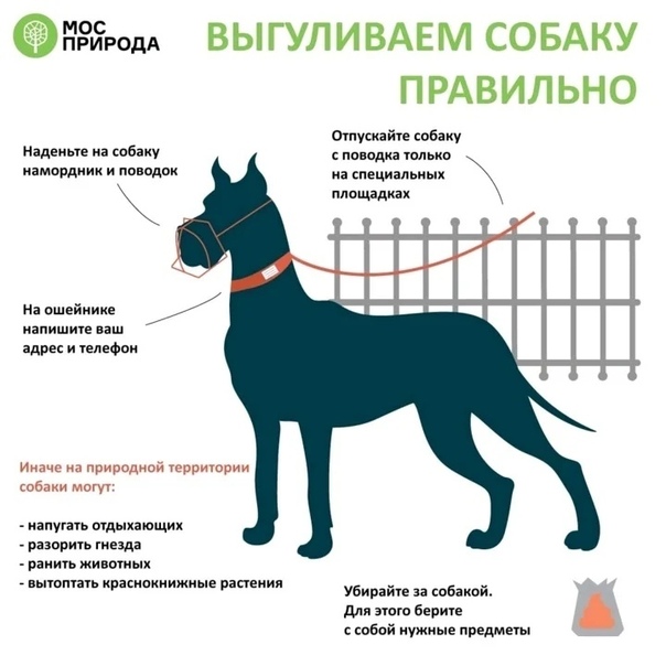 Жесты для дрессировки собак в картинках с названиями и описанием для начинающих