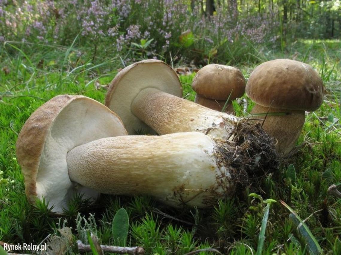 Как вырастить белый гриб в домашних условиях: Способы выращивания .