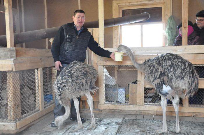 разведение страусов как бизнес